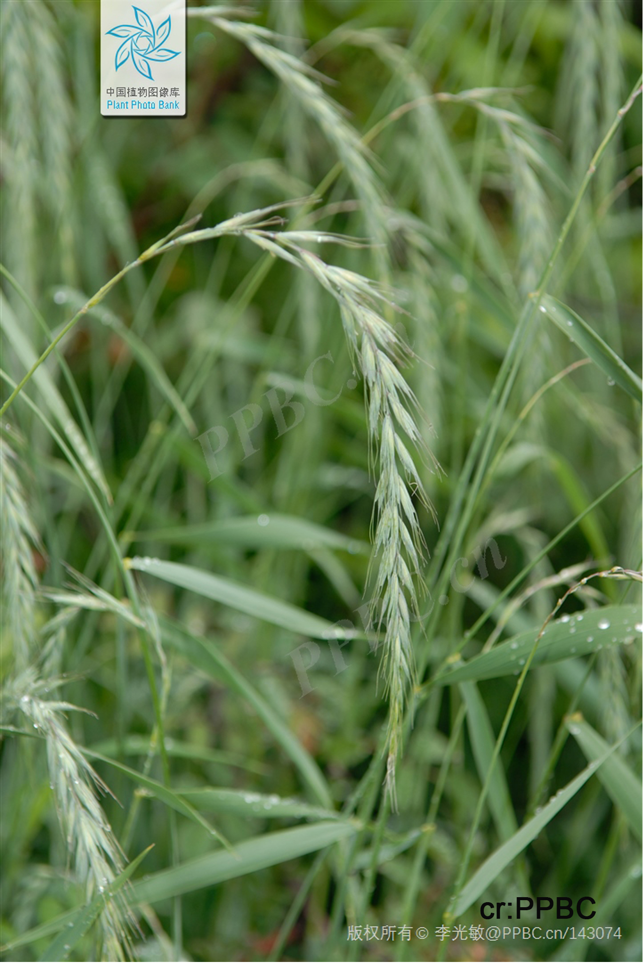 Roegneria kamoji